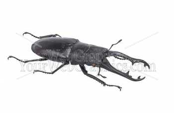 photo - beetle-5-jpg